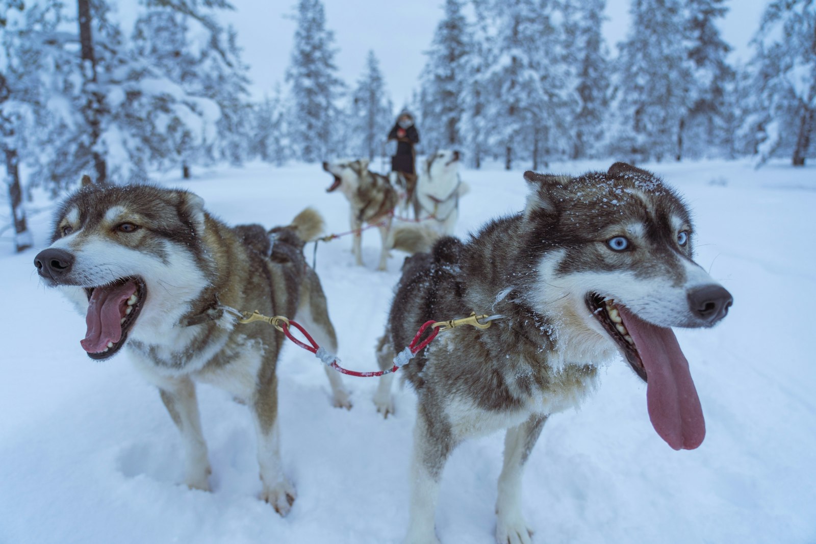 Husky sled dogs in the snow